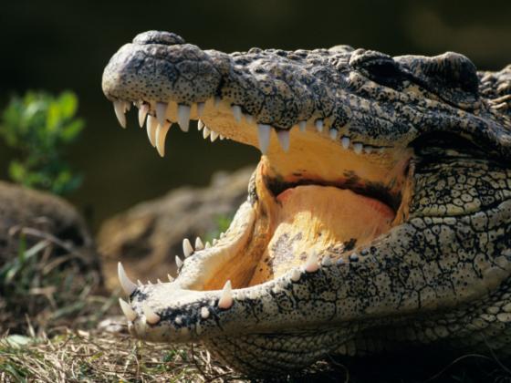 Крокодил едва не откусил голову дрессировщику (ВИДЕО)