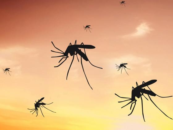 В Израиль вернулись смертельные комары