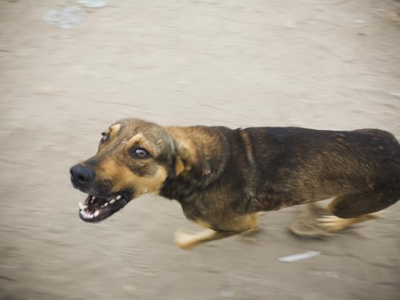 Предъявлены обвинения жителю Бат-Яма, мучившему собаку
