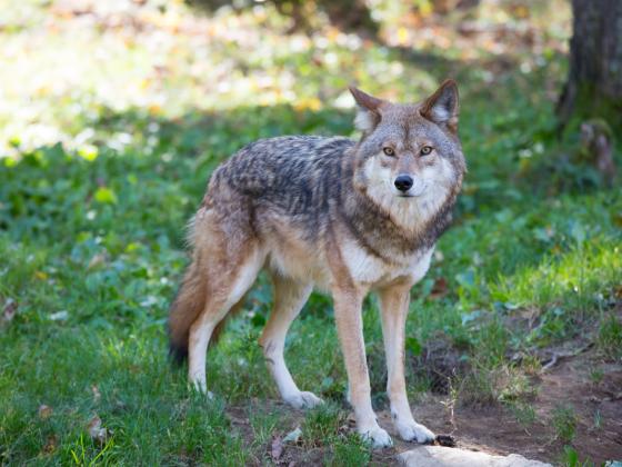Во Франции намерены увеличить популяцию волков 