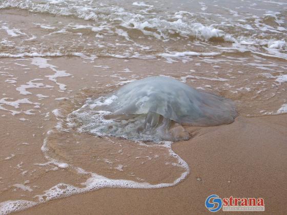 Сохраняется опасная концентрация медуз на израильском побережье Средиземного моря