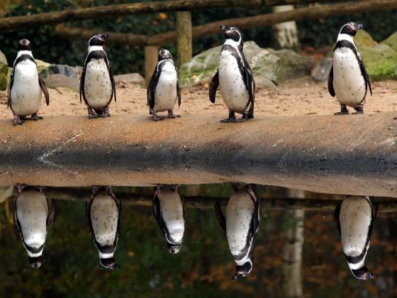 В зоопарке однополую пару пингвинов выбрали в качестве родителей для птенца