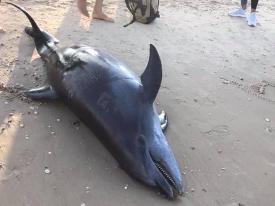В Бат-Яме на берег выбросило мертвого дельфина