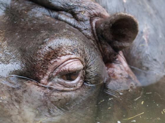 В Библейском зоопарке умерла самая старая бегемотиха в мире
