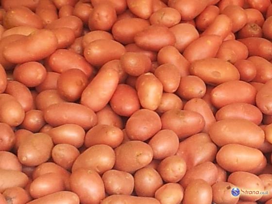 Израильский кооператив готов накормить Индию картошкой