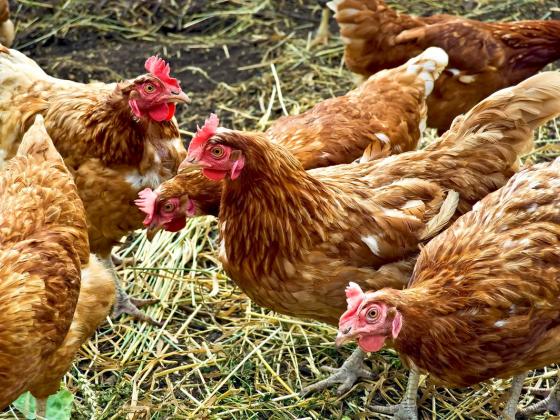 На севере Израиля в частном автомобиле обнаружено 55 куриц