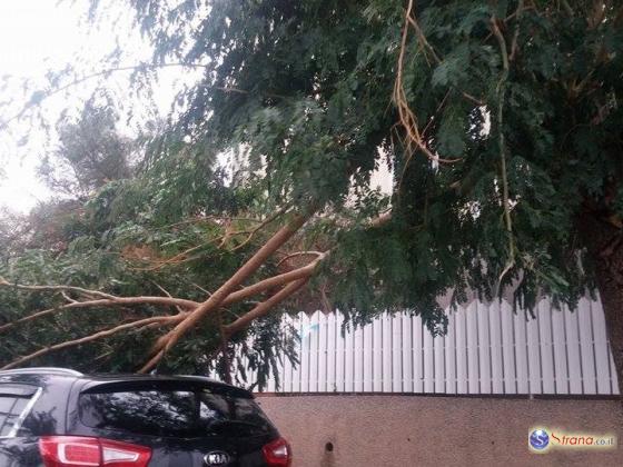 Буря в Израиле: ветер сносит деревья, светофоры и рекламные щиты