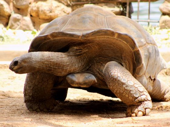 Самую старую в мире черепаху впервые помыли (ВИДЕО)