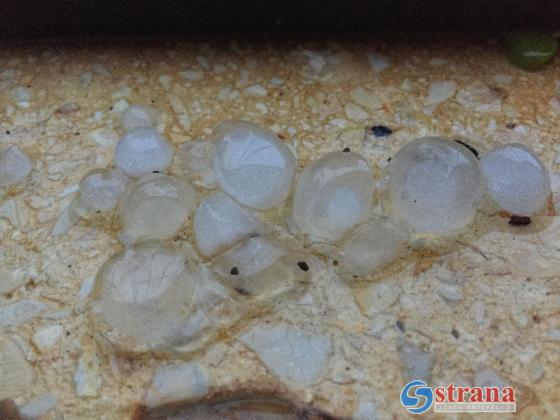 В ряде районов Израиля, включая Тель-Авив,  выпал град