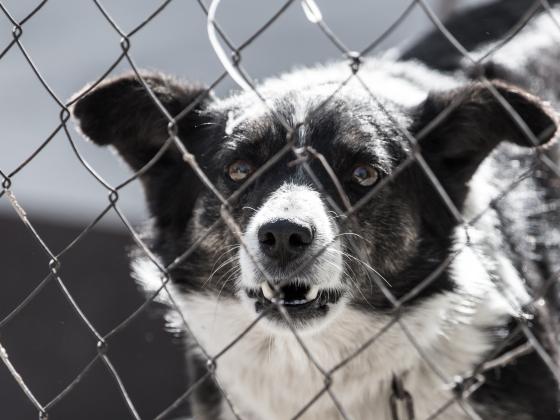 Прецедентное решение: суд запретил помещать кусачих собак под «домашний арест»