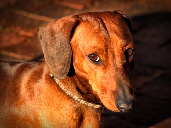 Собака спасла еврейскую семью от пожара, задержан сосед-араб