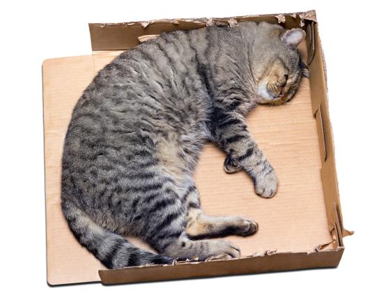 Кошка в Британии прожила 8 дней в коробке и чудом выжила