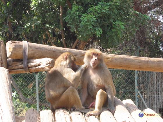 Сотрудники  «Сафари» протестуют против сравнения политиков с обезьянами