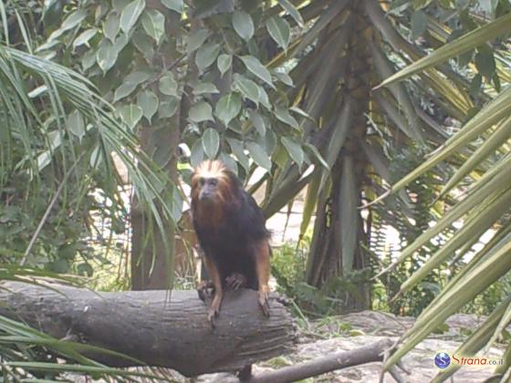 Кирьят-Моцкин: задержаны воры, выкравшие обезьяну из местного зоопарка