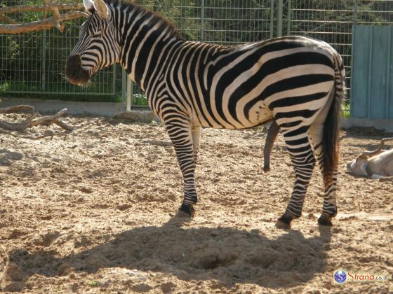 В «Хай Кеф» во время родов скончалась зебра. Зоопарк в Ришон ле-Ционе закрыт
