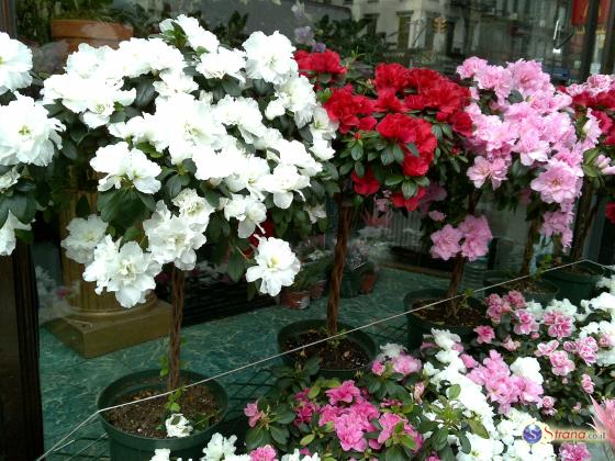 Соседи в Холоне судятся из-за горшков с цветами: «Он травит меня»