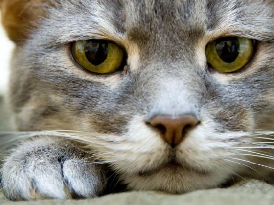 В США в возрасте 27 лет умерла самая старая кошка в мире