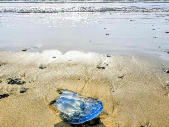 Концентрация медуз на израильском побережье заметно сократилась