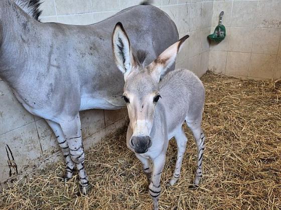 В разгар войны в «Сафари» Рамат-Гана родился детёныш дикого африканского осла