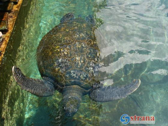 Специалисты: не пытайтесь самостоятельно освободить морскую черепаху, запутавшуюся в пластике