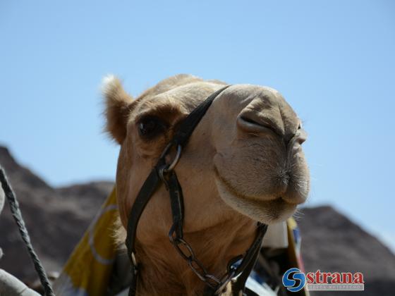 В Саудовской Аравии отстранили от конкурса красоты верблюдов с ботоксом 