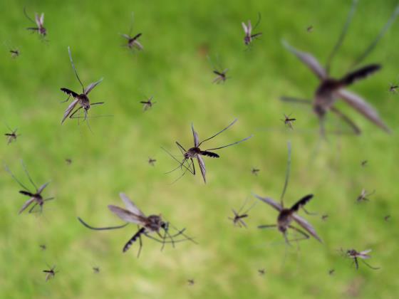 Комары – переносчики лихорадки Западного Нила обнаружены вдоль шоссе №90  