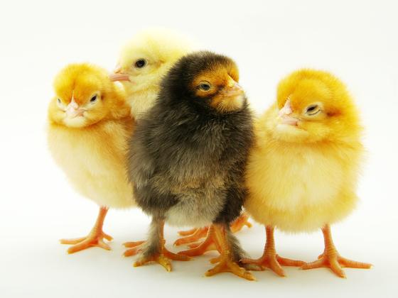 Цыплята появились из яиц, выброшенных на свалку