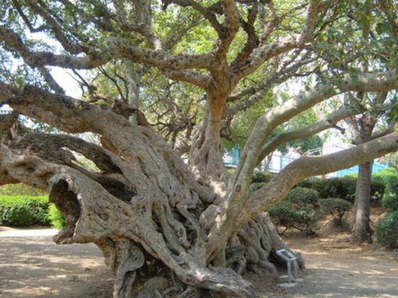 Самые древние деревья в Израиле (ФОТО) 