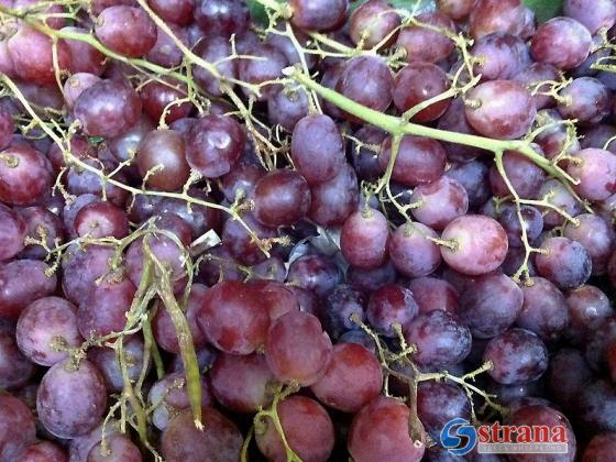 Ариэльский университет и ККЛ возродили библейские сорта винограда