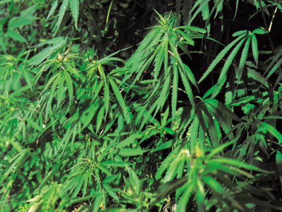 Выборы-2013: как относятся  партии к легализации марихуаны