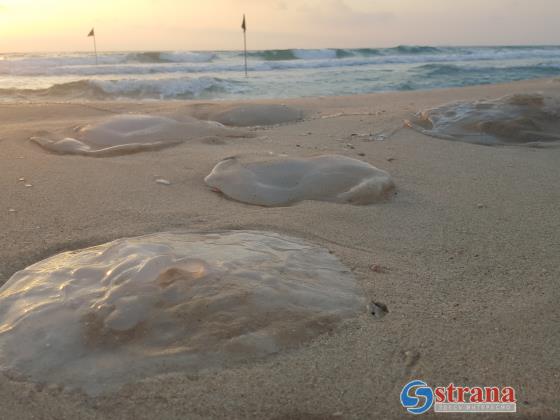 Концентрация медуз на израильском побережье Средиземного моря снова возросла