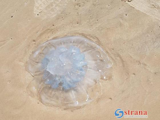 Концентрация медуз на израильском побережье Средиземного моря не сокращается