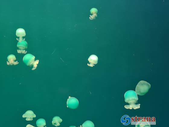 Концентрация медуз на израильском побережье Средиземного моря сокращается