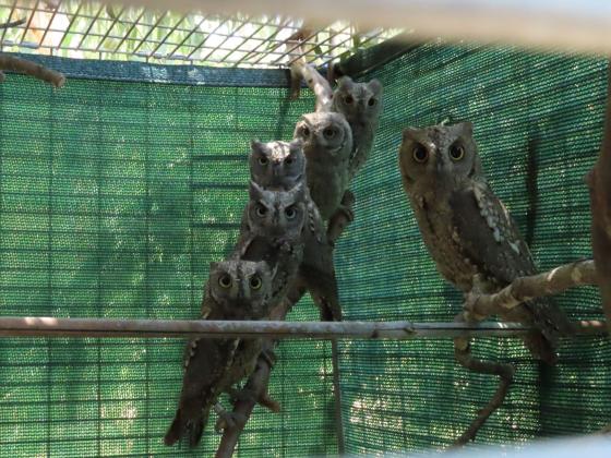 ККЛ спас совят-сплюшек: птицы вылечены и выпущены на свободу