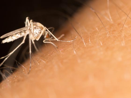 Выяснилось, почему одних людей комары кусают чаще, чем других