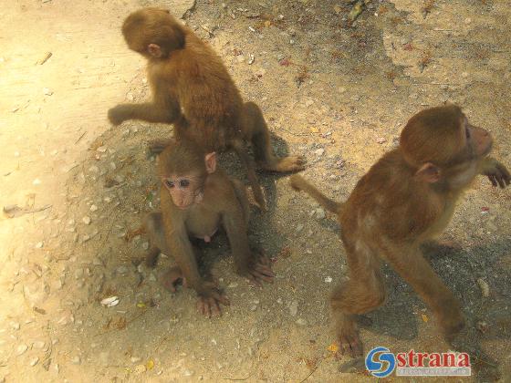 Пять обезьян совершили попытку побега из зоопарка Ришон ле-Циона