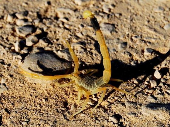 Желтый скорпион ужалил трехлетнюю девочку в Араде