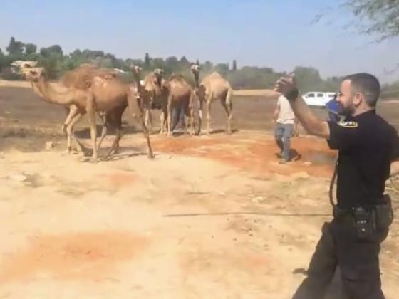Полиция задержала на шоссе №40 стадо верблюдов. ВИДЕО