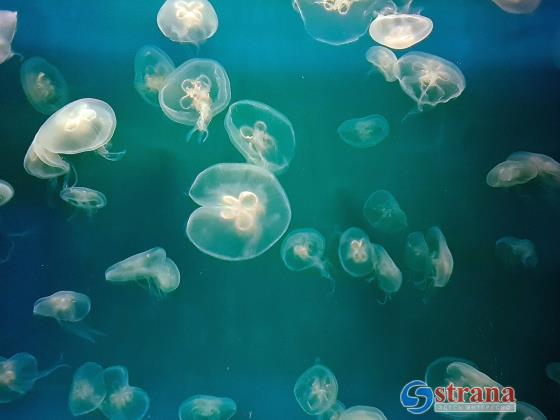 Завершился «сезон медуз» на израильском побережье Средиземного моря