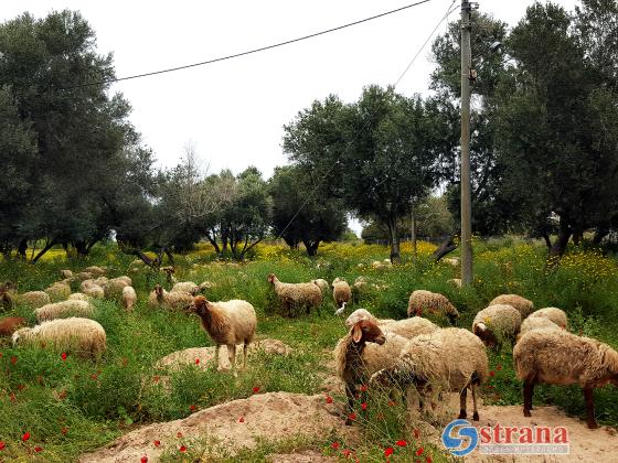 В 2011-2015 годах в Израиле были похищены 18 тысяч голов скота