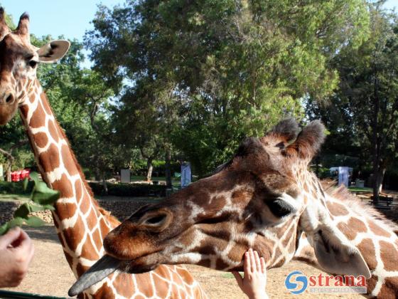 Видео: в зоопарке в Кирьят-Моцкине появился новорожденный жираф