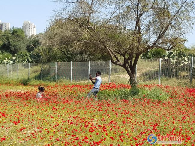 Несмотря на войну, в Негеве пройдет фестиваль цветущих анемонов «Даром Адом»