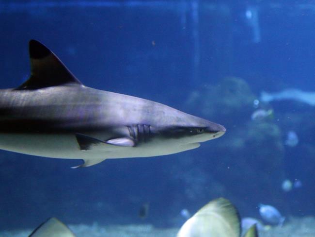 Морские биологи назвали акул именами похищенных ХАМАСом израильтян