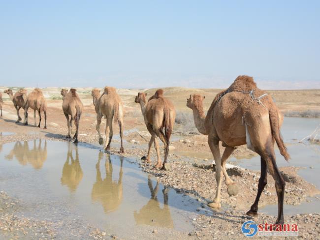 Эмираты помогут построить трассу для верблюжьих гонок в Негеве
