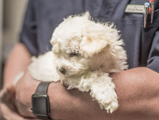 Щенок пуделя в доме: чем и как кормить