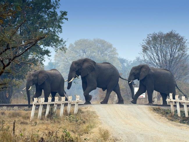 На севере Индии поезд сбил насмерть семь слонов, вагоны сошли с рельсов