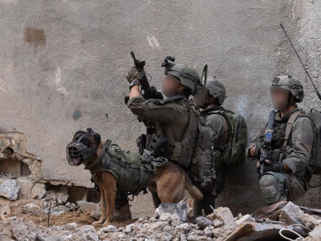 Видео: ЦАХАЛ показал, как воюют специально обученные собаки, защищая солдат 