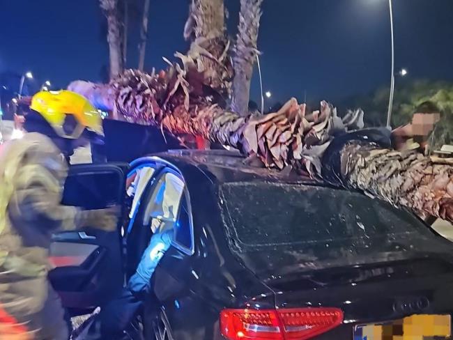 В Ришон ле-Ционе машина врезалась в пальму, водитель в тяжелом состоянии