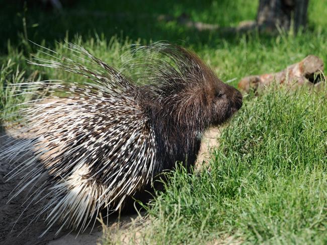 «Колючая» спасательная операция