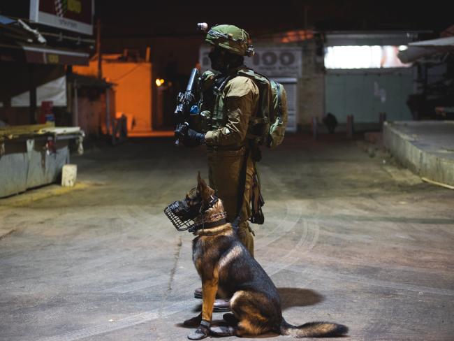 Субсидирование лечения служебных собак на пенсии утверждено в первом чтении